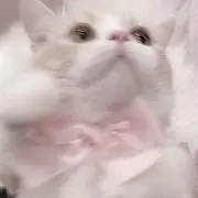白猫の画像