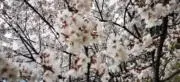Sakura(即購入可☆おまとめ歓迎)の画像