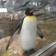 カヌレの画像