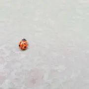るる