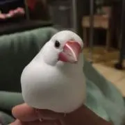 福ちゃんの画像