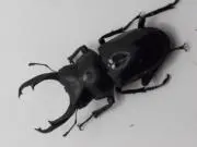 コクワガタの画像