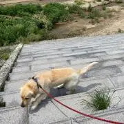 みく
