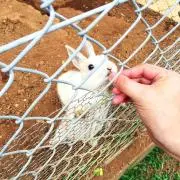 うさぎさんの画像