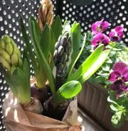 さちこ