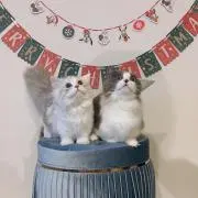 chieriの画像