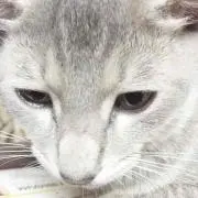 おたく