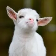 きなこ