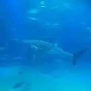 断捨離ジンベイザメの画像