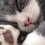 nonの画像