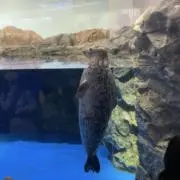 佐々木の画像