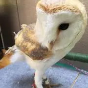 fukurow☺︎の画像