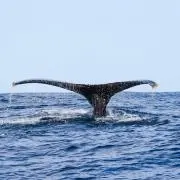 Tail finの画像