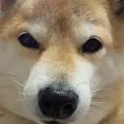 ももの画像