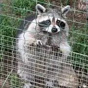 コナケの画像