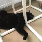 ゆきまきの画像