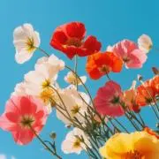 かませの画像