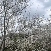 はな