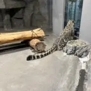 美澄