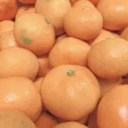かめの画像
