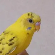 マキヨの画像