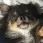 zazie プロフご確認くださいの画像