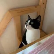 ぱんだの画像