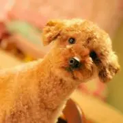Maple