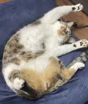 Acocoの画像