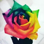 ばにーの画像