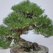 まつの画像