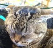 もろこし プロフィール 一読願います。の画像
