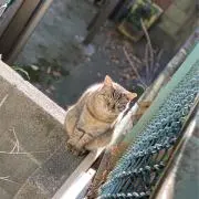 アオ