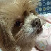ちゃいの画像