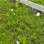 はっちの画像