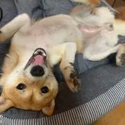 くそまみの画像