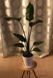 オーガスタの画像