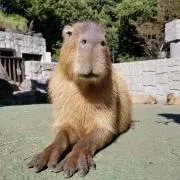 souの画像