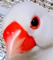 佑磨