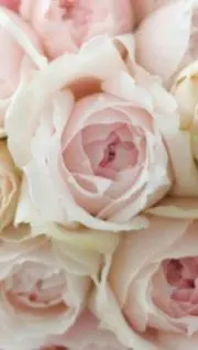 はなまるの画像