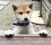千**プロフ確認お願いしますの画像