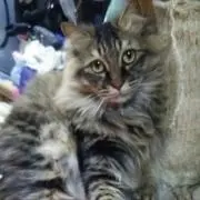 グリ