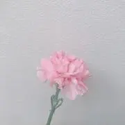 はるかぜの画像