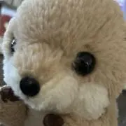 ごんじゅうろうの画像