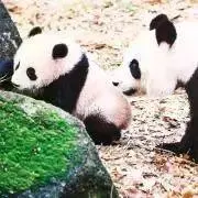 はちみつの画像
