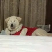 はるかの画像