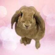 S☆Yの画像