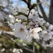 ioの画像