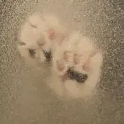 にゃん吉の画像