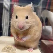 たかし　即購入OK❗️の画像